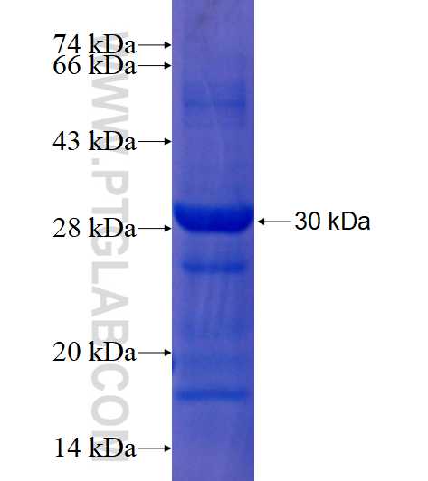 ENDOG fusion protein Ag17847 SDS-PAGE