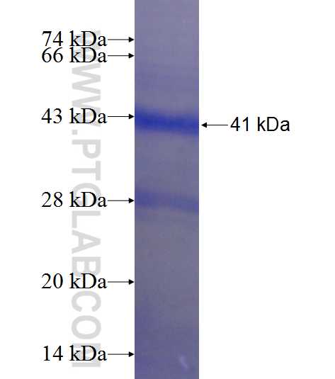ENG fusion protein Ag23427 SDS-PAGE