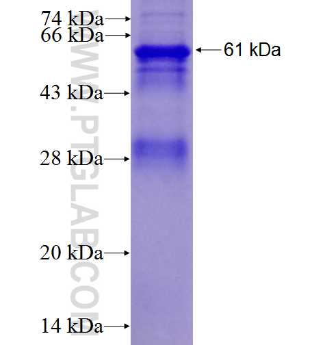 ENG fusion protein Ag1287 SDS-PAGE