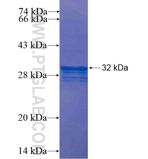 ENG fusion protein Ag13335 SDS-PAGE