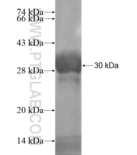 ENHO fusion protein Ag19526 SDS-PAGE