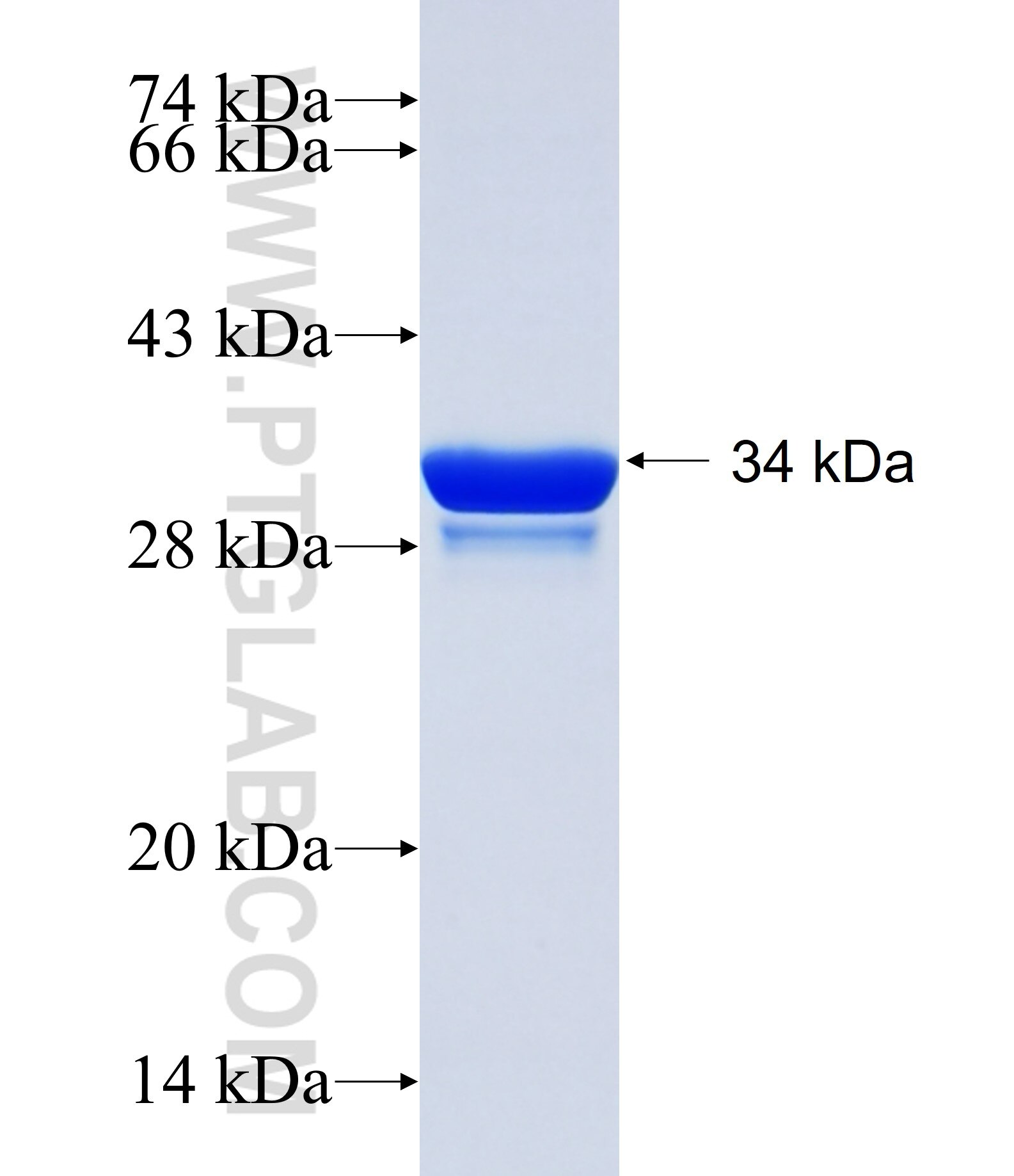 ENHO fusion protein Ag19526 SDS-PAGE