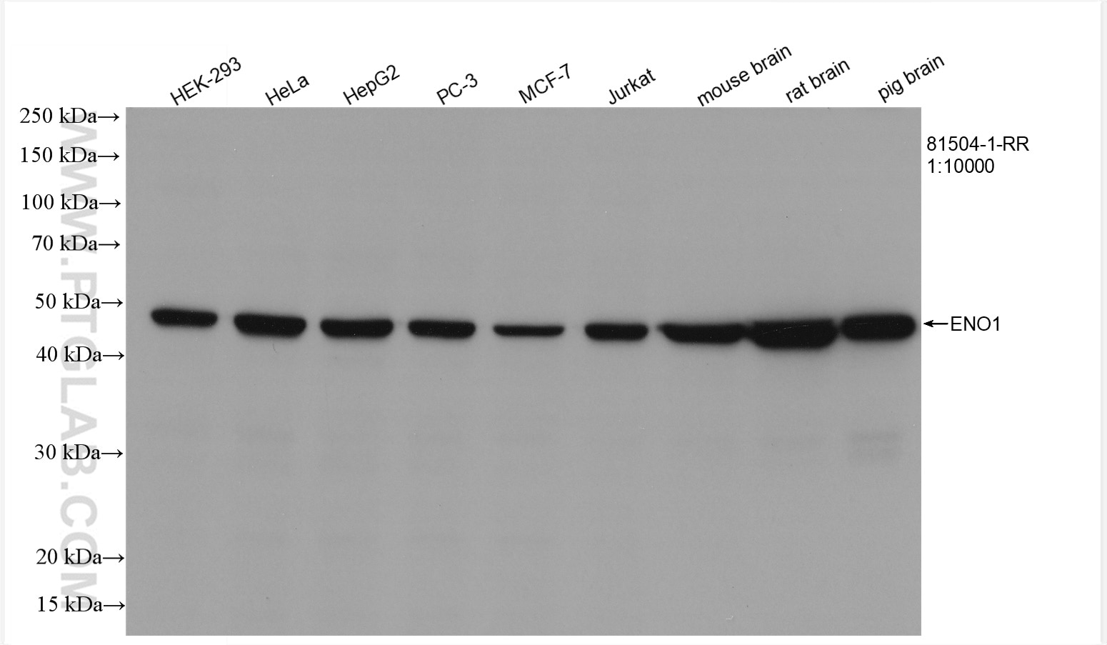 Western Blot (WB) analysis of various lysates using ENO1/2/3 Recombinant antibody (81504-1-RR)