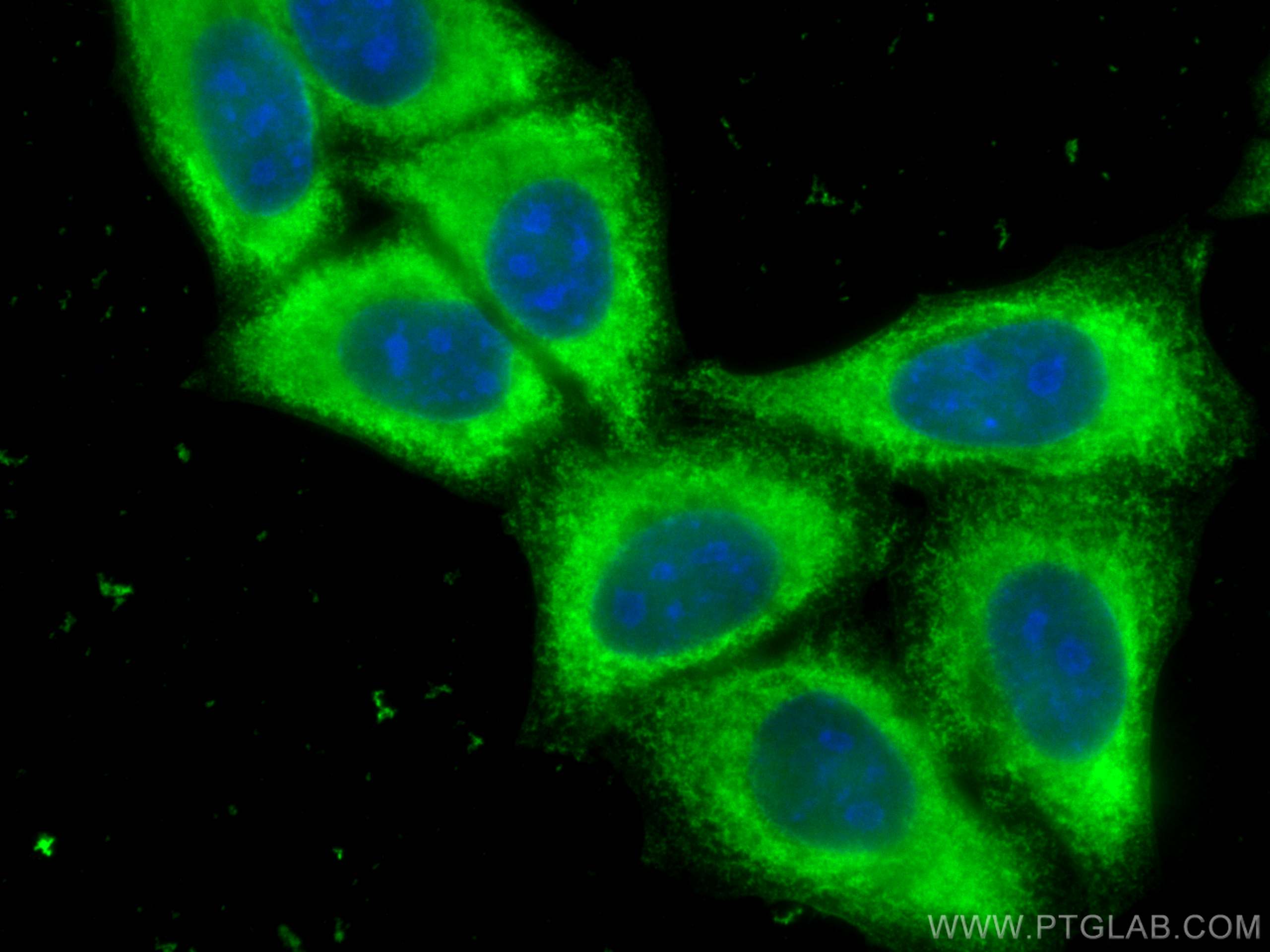 Immunofluorescence (IF) / fluorescent staining of HepG2 cells using ENO1 Polyclonal antibody (11204-1-AP)
