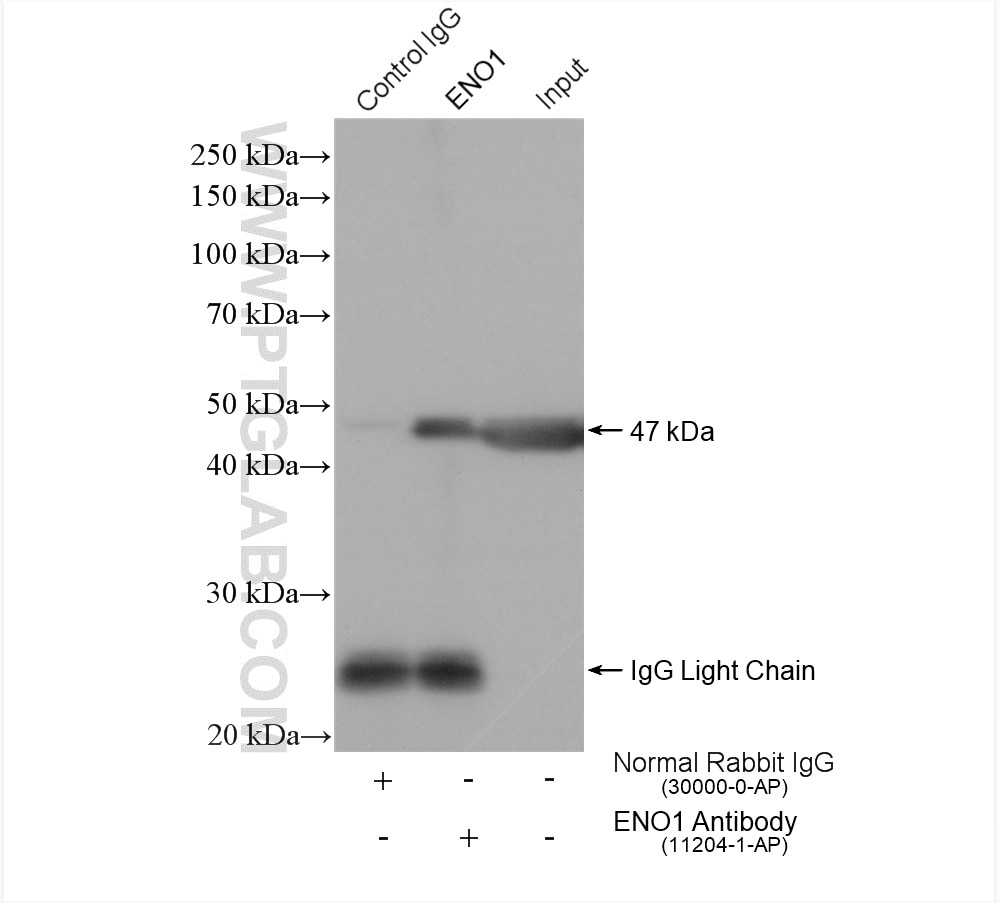 Immunoprecipitation (IP) experiment of mouse skeletal muscle tissue using ENO1 Polyclonal antibody (11204-1-AP)
