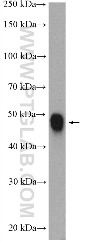Western Blot (WB) analysis of mouse skeletal muscle tissue using ENO1 Polyclonal antibody (11204-1-AP)