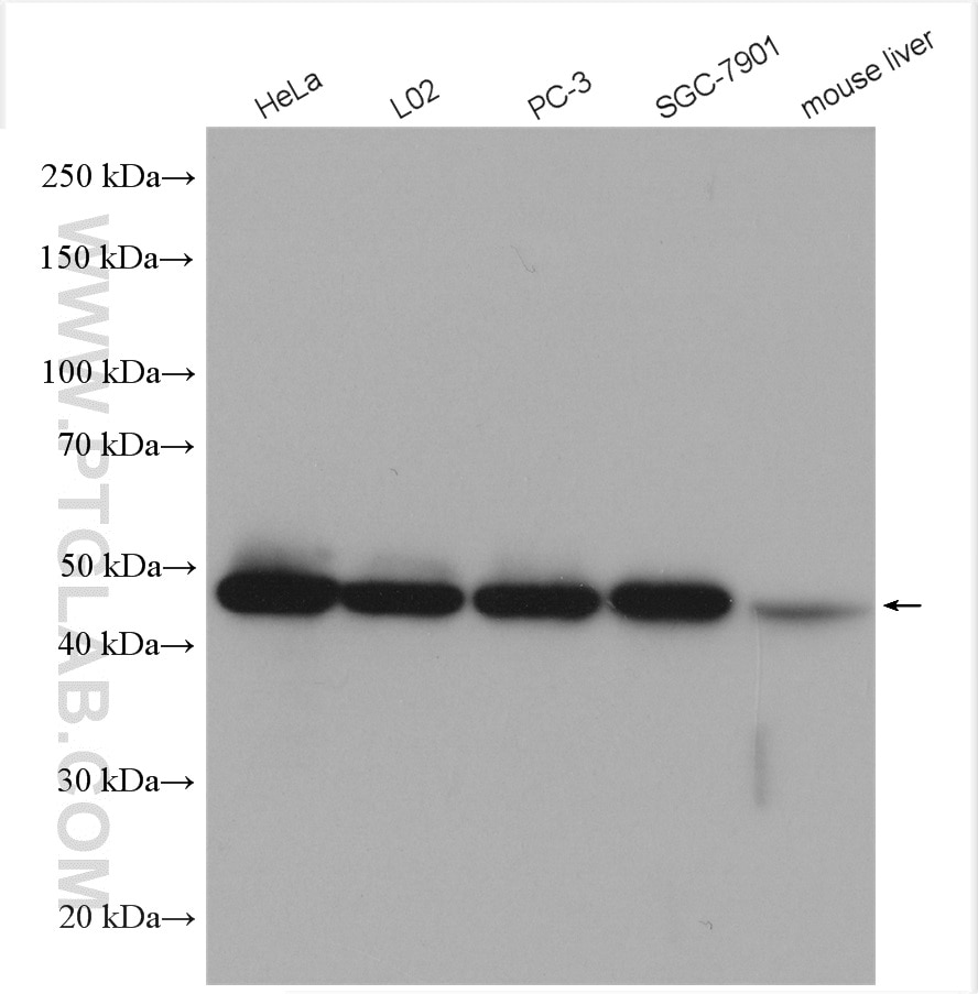 Western Blot (WB) analysis of various lysates using ENO1 Polyclonal antibody (11204-1-AP)