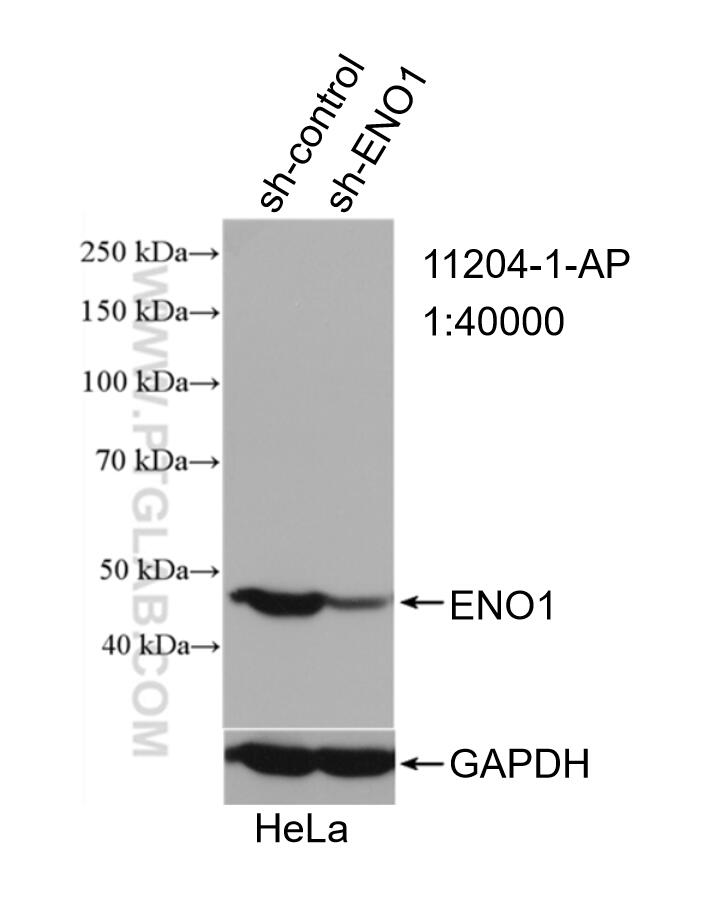 Western Blot (WB) analysis of HeLa cells using ENO1 Polyclonal antibody (11204-1-AP)