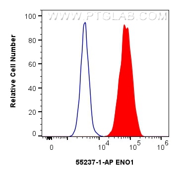 Flow cytometry (FC) experiment of HeLa cells using ENO1 Polyclonal antibody (55237-1-AP)