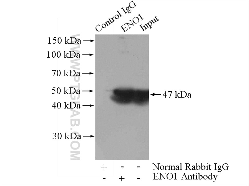 Immunoprecipitation (IP) experiment of mouse brain tissue using ENO1 Polyclonal antibody (55237-1-AP)