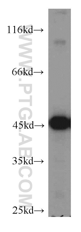 Western Blot (WB) analysis of mouse brain tissue using ENO1 Polyclonal antibody (55237-1-AP)