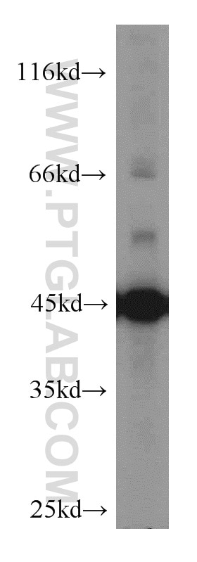 Western Blot (WB) analysis of mouse brain tissue using ENO1 Polyclonal antibody (55237-1-AP)