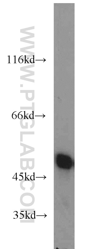 Western Blot (WB) analysis of HeLa cells using ENO1 Polyclonal antibody (55237-1-AP)