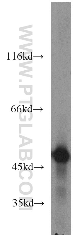 Western Blot (WB) analysis of HeLa cells using ENO1 Polyclonal antibody (55237-1-AP)