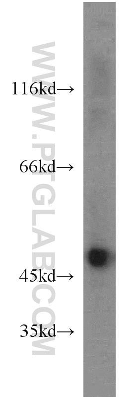 Western Blot (WB) analysis of HepG2 cells using ENO1 Polyclonal antibody (55237-1-AP)