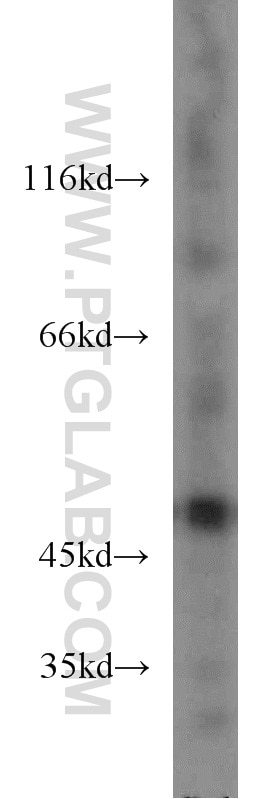 Western Blot (WB) analysis of HepG2 cells using ENO1 Polyclonal antibody (55237-1-AP)