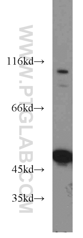 Western Blot (WB) analysis of mouse liver tissue using ENO1 Polyclonal antibody (55237-1-AP)