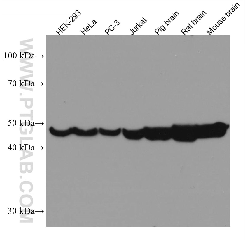 Western Blot (WB) analysis of various lysates using ENO1 Monoclonal antibody (67187-1-Ig)