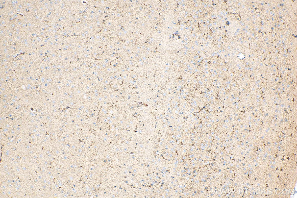 Immunohistochemistry (IHC) staining of mouse brain tissue using ENO1 Recombinant antibody (81478-1-RR)
