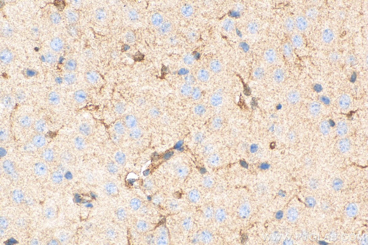 Immunohistochemistry (IHC) staining of mouse brain tissue using ENO1 Recombinant antibody (81478-1-RR)