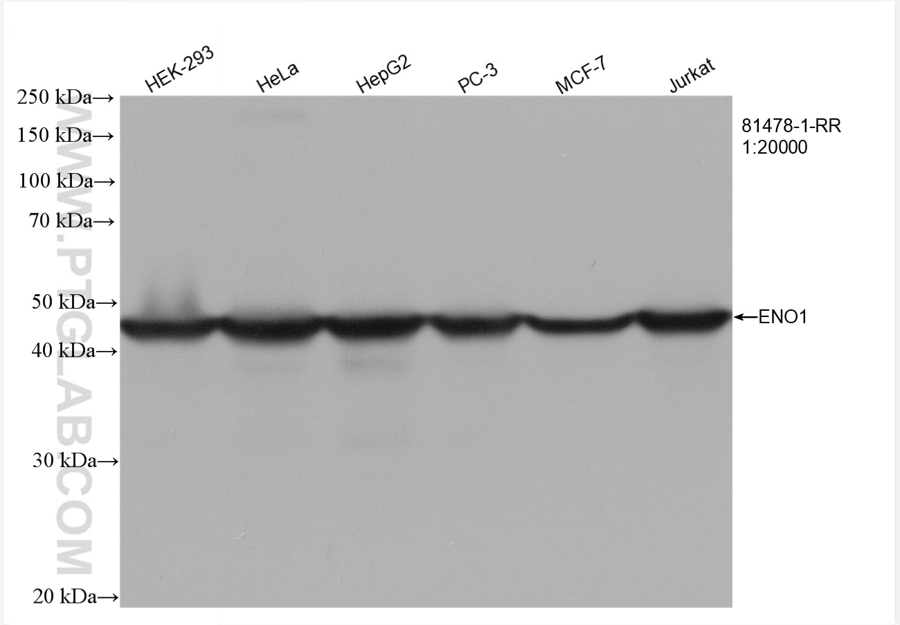 Western Blot (WB) analysis of various lysates using ENO1 Recombinant antibody (81478-1-RR)