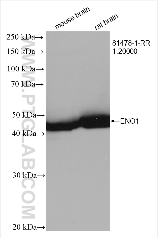 Western Blot (WB) analysis of various lysates using ENO1 Recombinant antibody (81478-1-RR)