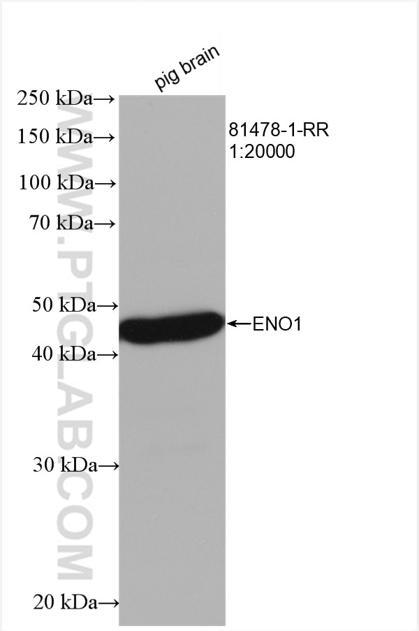 Western Blot (WB) analysis of pig brain tissue using ENO1 Recombinant antibody (81478-1-RR)