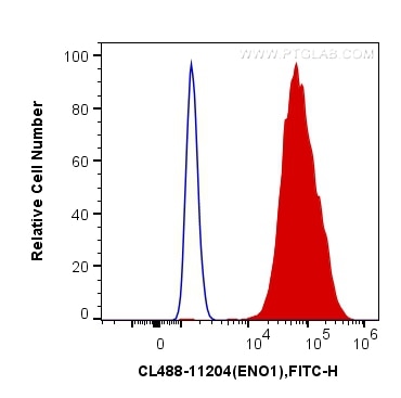Flow cytometry (FC) experiment of HeLa cells using CoraLite® Plus 488-conjugated ENO1 Polyclonal anti (CL488-11204)
