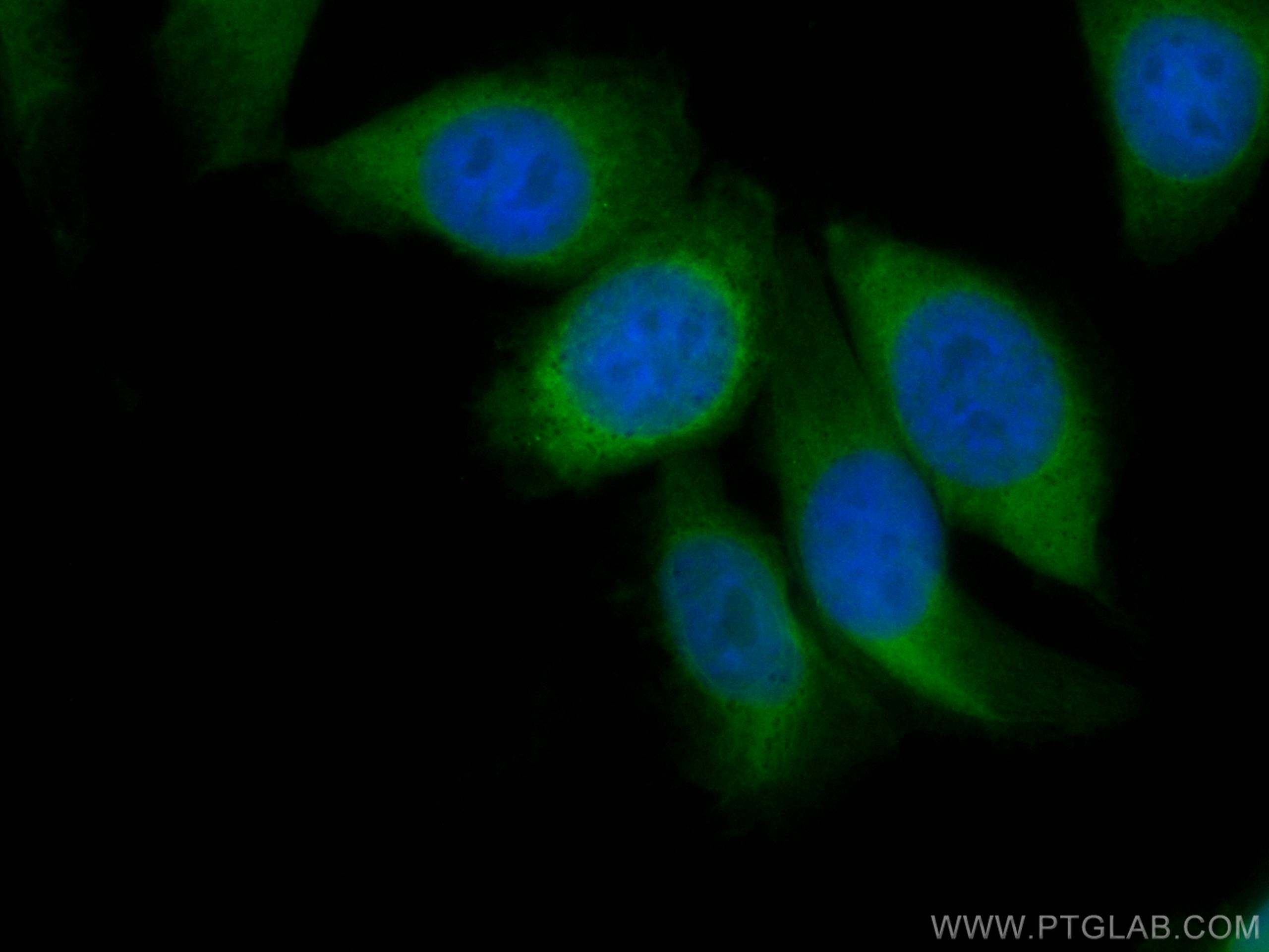 Immunofluorescence (IF) / fluorescent staining of HepG2 cells using CoraLite® Plus 488-conjugated ENO1 Monoclonal anti (CL488-67187)