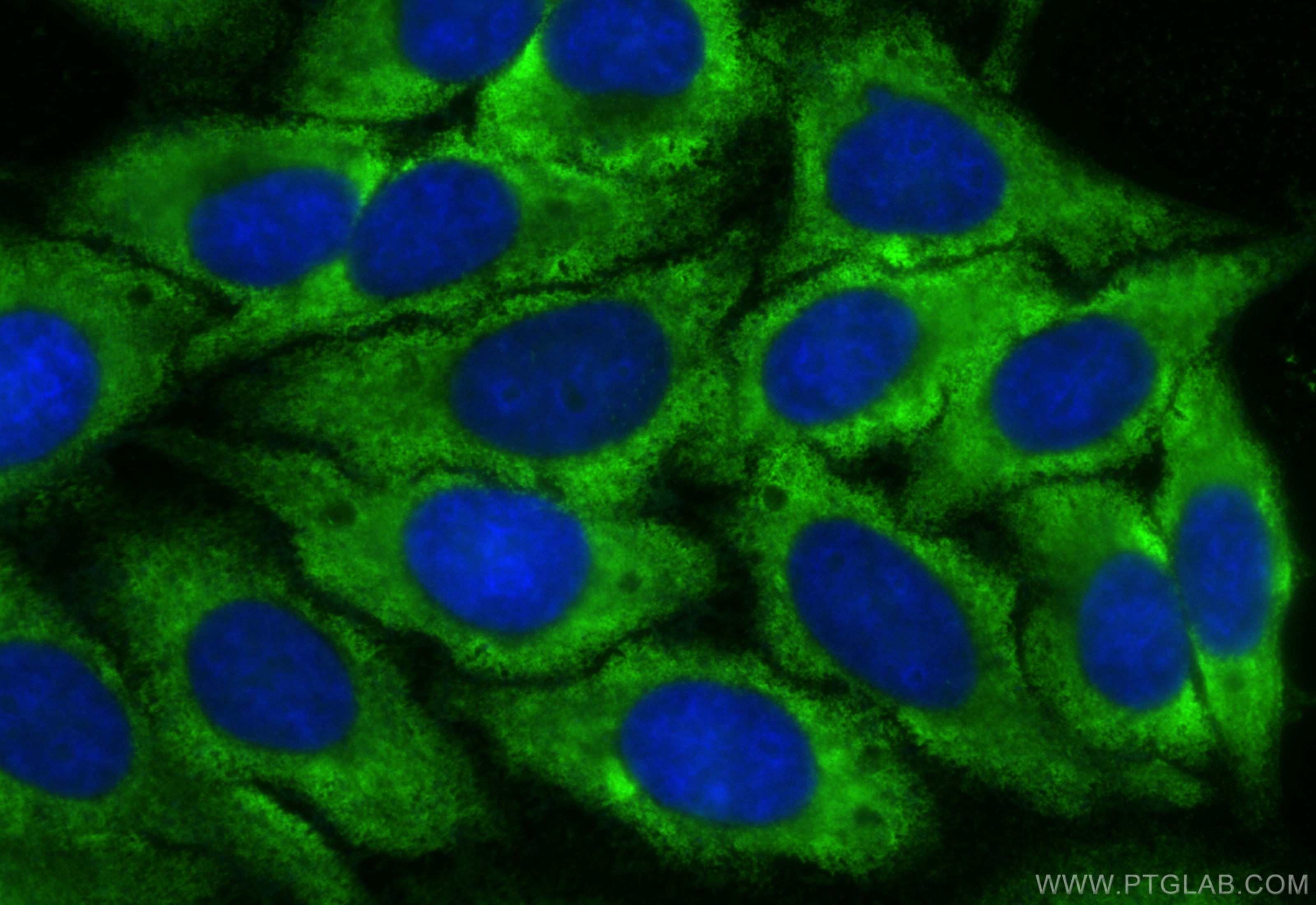 Immunofluorescence (IF) / fluorescent staining of HepG2 cells using CoraLite® Plus 488-conjugated ENO1 Monoclonal anti (CL488-67187)