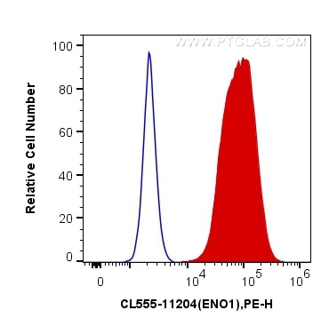 Flow cytometry (FC) experiment of HeLa cells using CoraLite®555-conjugated ENO1 Polyclonal antibody (CL555-11204)