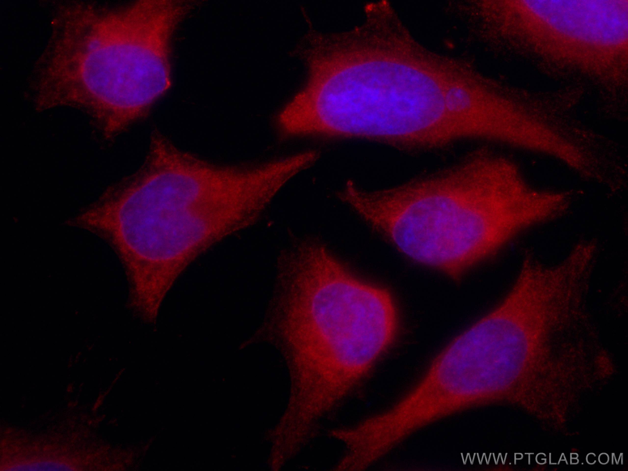 Immunofluorescence (IF) / fluorescent staining of HeLa cells using CoraLite®594-conjugated ENO1 Monoclonal antibody (CL594-67187)