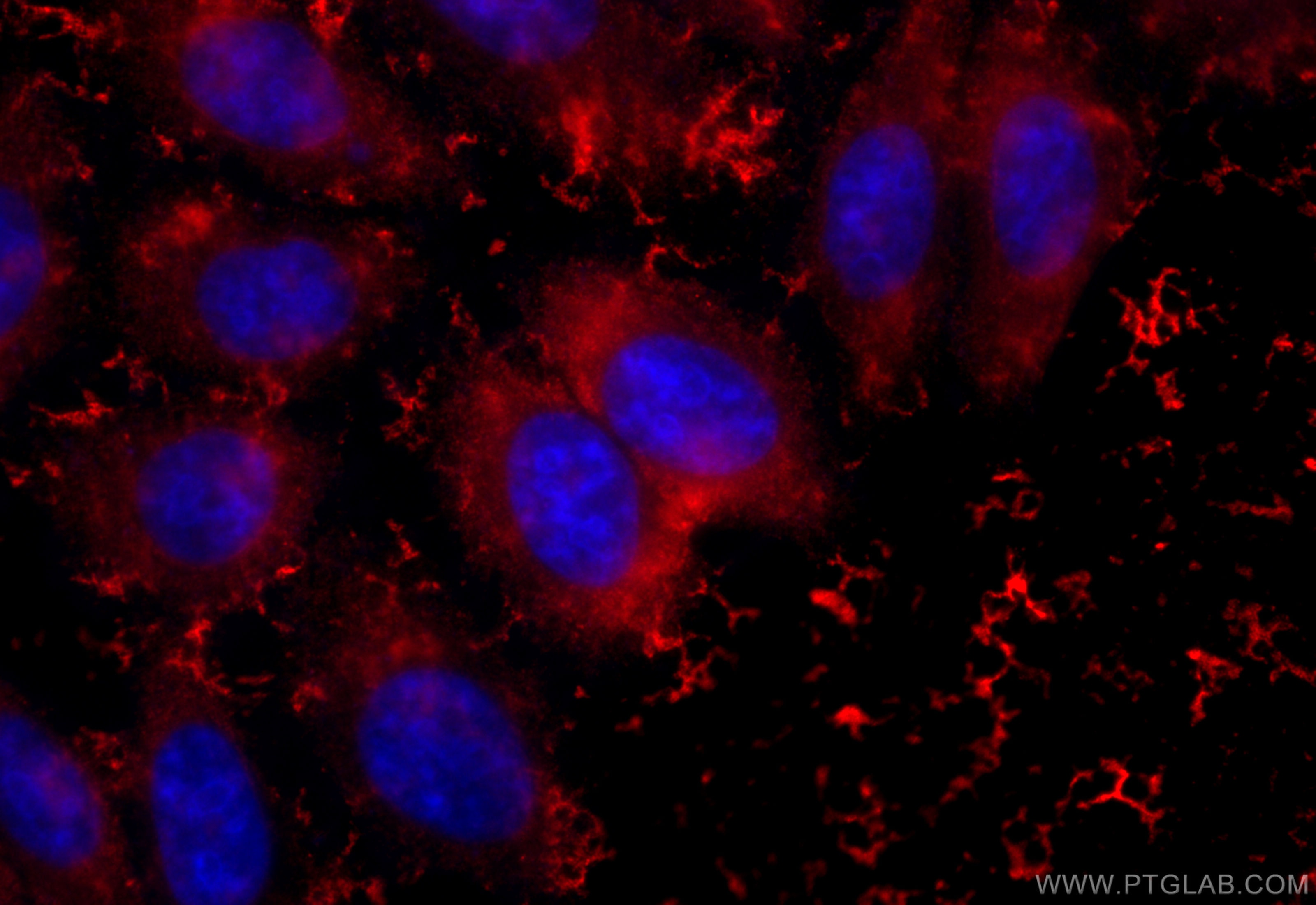 Immunofluorescence (IF) / fluorescent staining of HepG2 cells using CoraLite®594-conjugated ENO1 Monoclonal antibody (CL594-67187)