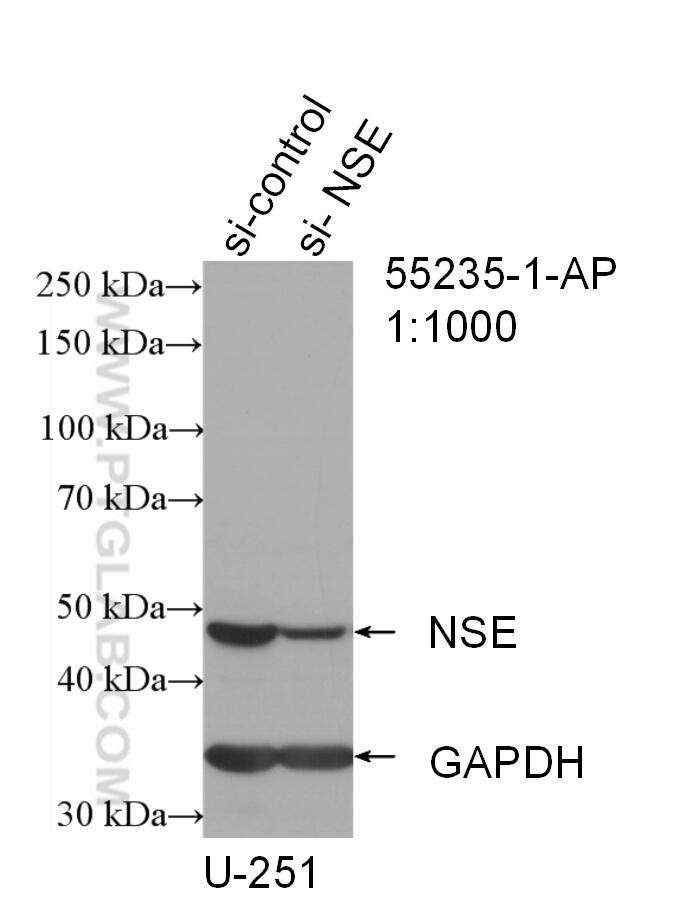 Western Blot (WB) analysis of U-251 cells using NSE/ENO2-specific Polyclonal antibody (55235-1-AP)