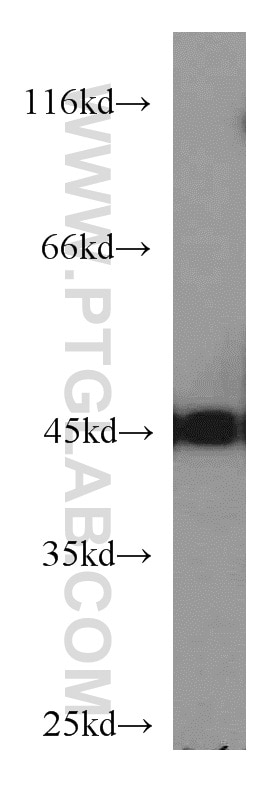Western Blot (WB) analysis of mouse brain tissue using NSE/ENO2-specific Polyclonal antibody (55235-1-AP)
