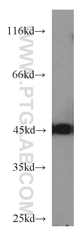 WB analysis of mouse brain using 55235-1-AP