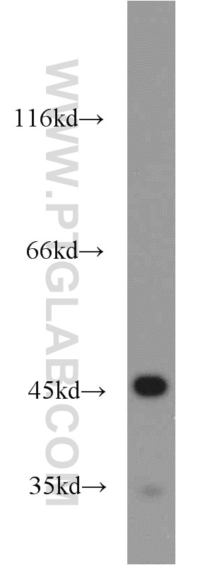 Western Blot (WB) analysis of HEK-293 cells using NSE/ENO2-specific Polyclonal antibody (55235-1-AP)