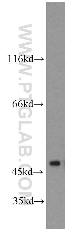 Western Blot (WB) analysis of SH-SY5Y cells using NSE/ENO2-specific Polyclonal antibody (55235-1-AP)