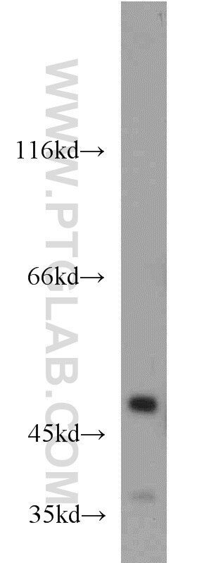 Western Blot (WB) analysis of HepG2 cells using NSE/ENO2-specific Polyclonal antibody (55235-1-AP)