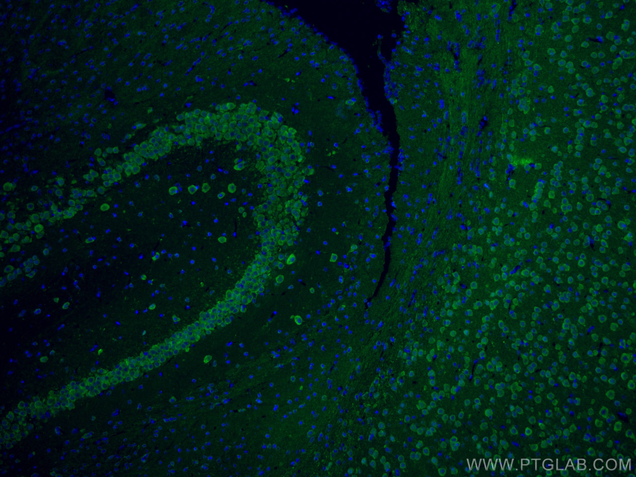 Immunofluorescence (IF) / fluorescent staining of mouse brain tissue using NSE Monoclonal antibody (66150-1-Ig)