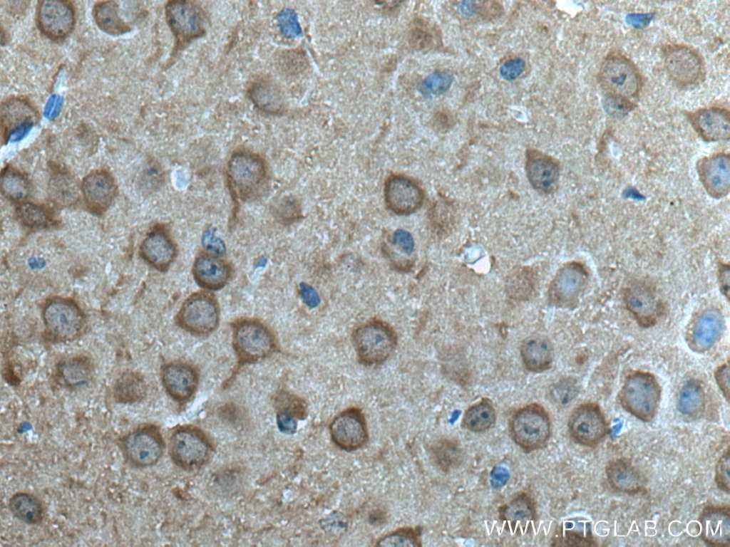 IHC staining of mouse brain using 66150-1-Ig