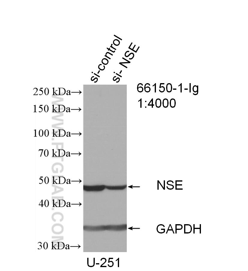 Western Blot (WB) analysis of U-251 cells using NSE Monoclonal antibody (66150-1-Ig)