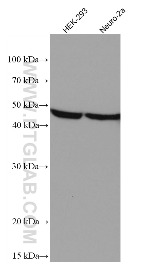 Western Blot (WB) analysis of various lysates using NSE Monoclonal antibody (66150-1-Ig)