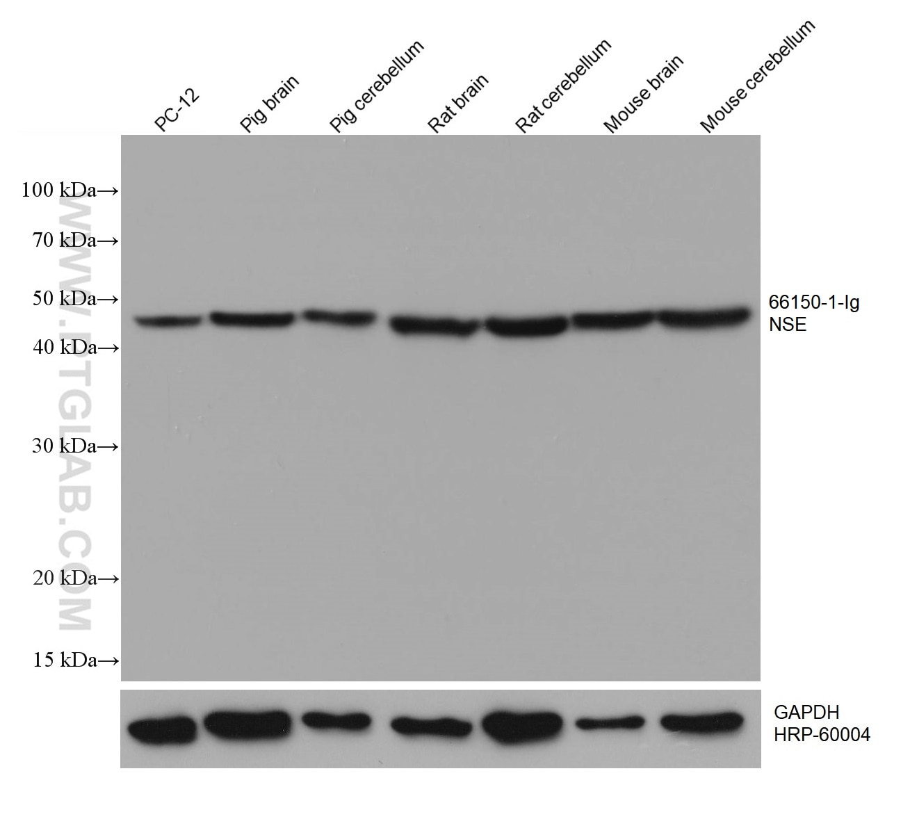 Western Blot (WB) analysis of various lysates using NSE Monoclonal antibody (66150-1-Ig)