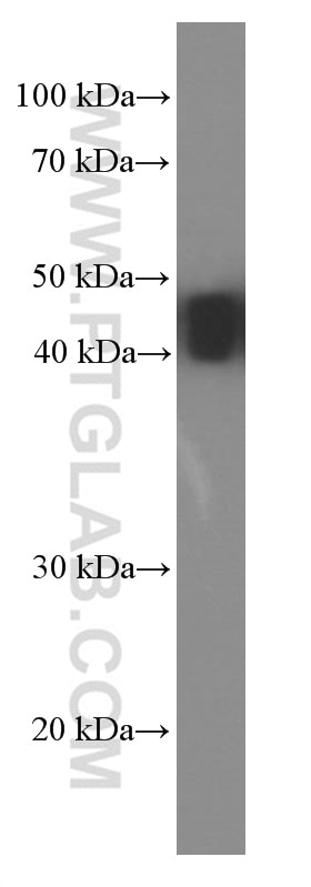 Western Blot (WB) analysis of U-251 cells using NSE Monoclonal antibody (66150-1-Ig)