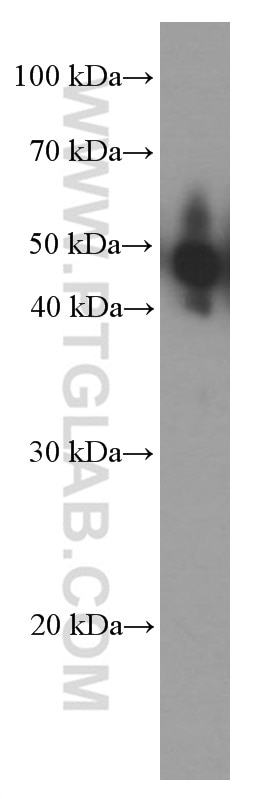 Western Blot (WB) analysis of rat brain tissue using NSE Monoclonal antibody (66150-1-Ig)