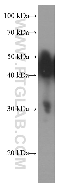 Western Blot (WB) analysis of pig brain tissue using NSE Monoclonal antibody (66150-1-Ig)