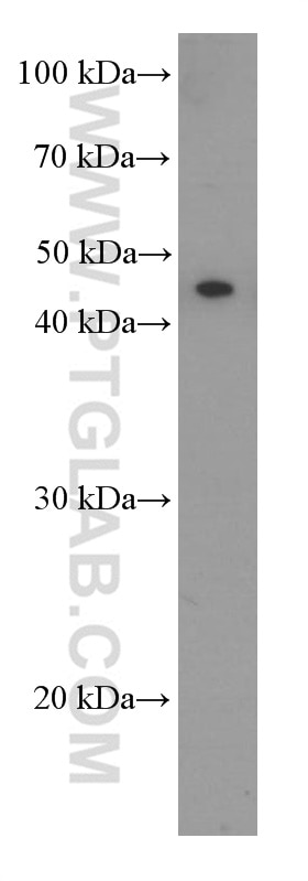 Western Blot (WB) analysis of Neuro-2a cells using NSE Monoclonal antibody (66150-1-Ig)