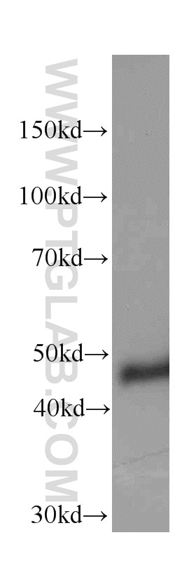 Western Blot (WB) analysis of SH-SY5Y cells using NSE Monoclonal antibody (66150-1-Ig)