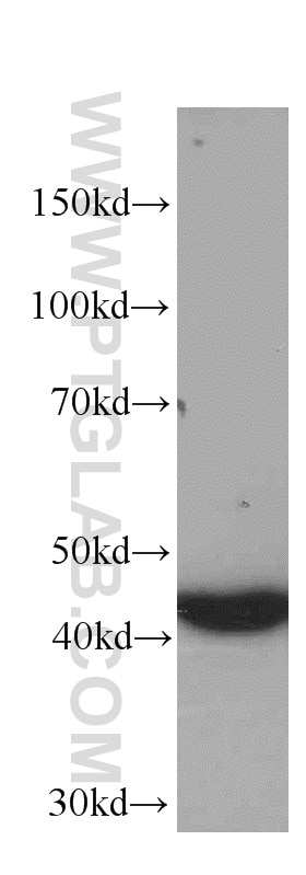 Western Blot (WB) analysis of U-251 cells using NSE Monoclonal antibody (66150-1-Ig)